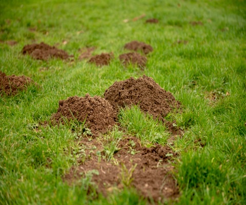 Moles Lawn Care